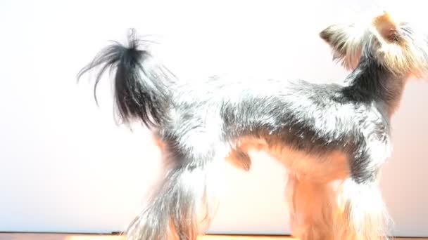 Yorkshire Terrier Köpeği Yazın Çekim — Stok video