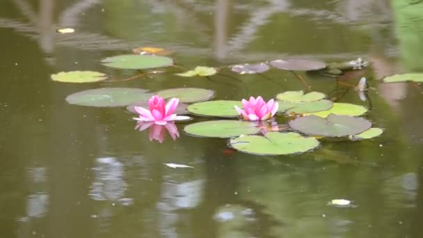 Mooie Roze Waterlelie Lotus — Stockvideo