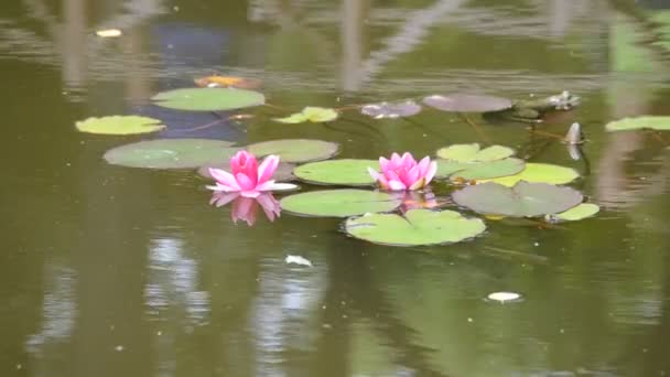 belle nénuphar rose (lotus)