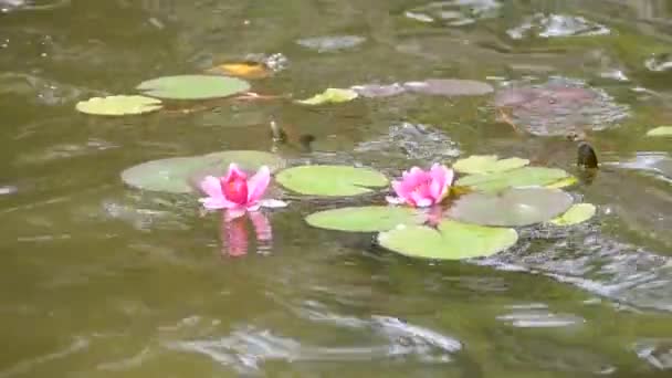 Piękna Różowa Lilia Wodna Lotos — Wideo stockowe
