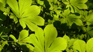 Kestane yaprağı. Yazın çekim..