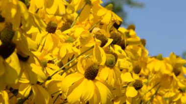 Çiçek. Yazın çekim..