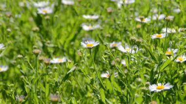 Çimenler. Yazın çekim..
