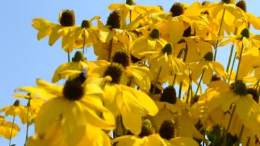 Çiçek. Yazın çekim..