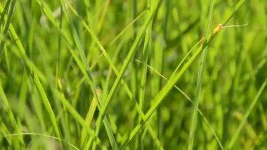 Çimenler. Yazın çekim..