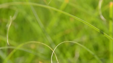 Çimenler. Yazın çekim..