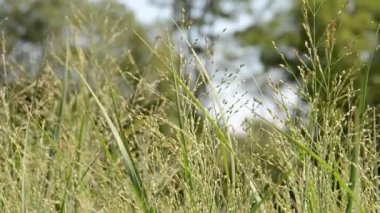 Çimenler. Yazın çekim..