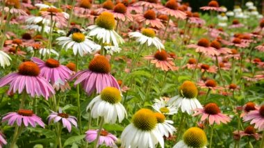 Çiçek. Yazın çekim..