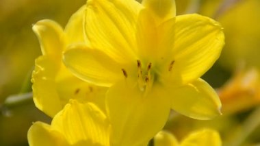 Çiçek. Yazın çekim..