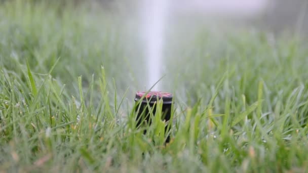 Watering Grass Shooting Summer — Stock Video