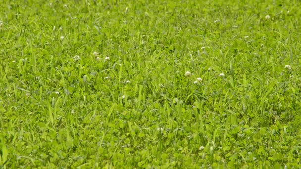 Tekstur Latar Belakang Rumput Hijau Lurus — Stok Video