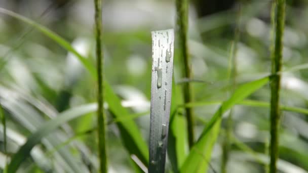 夏天的枪战 — 图库视频影像