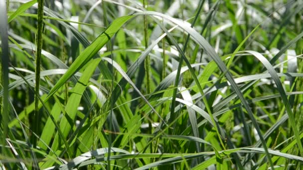 Gras Dreharbeiten Sommer — Stockvideo