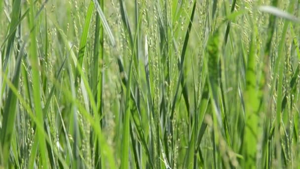 herbe. Tournage en été .