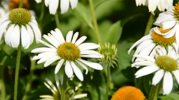 Blume Dreharbeiten Sommer — Stockvideo