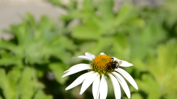 Flower Shooting Summer — Stock Video