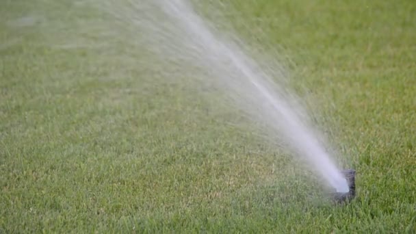 Water Geven Aan Gras Schieten Zomer — Stockvideo