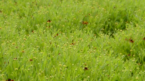 Gras Dreharbeiten Sommer — Stockvideo