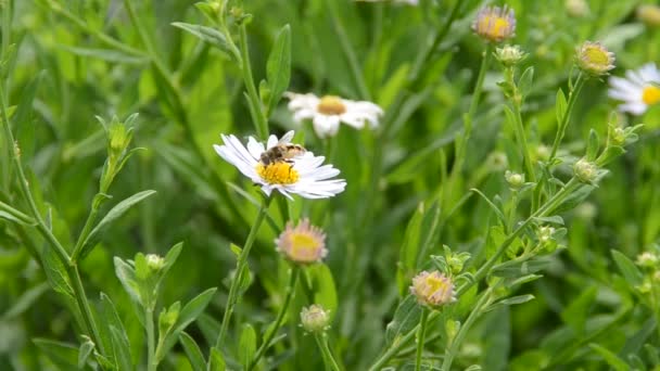 Blume Dreharbeiten Sommer — Stockvideo