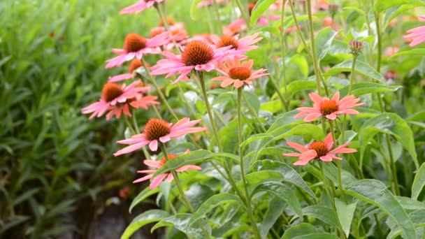 Flower Shooting Summer — Stock Video