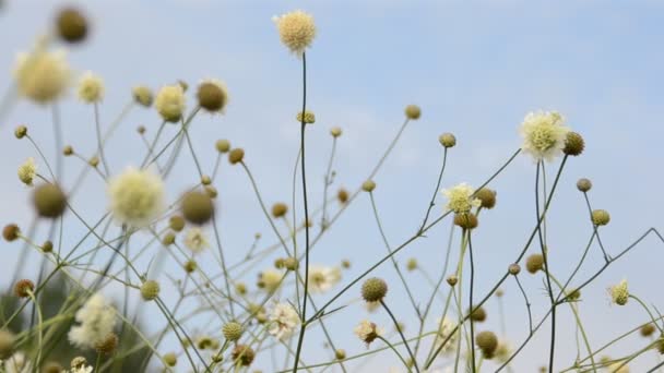 Gras Schieten Zomer — Stockvideo