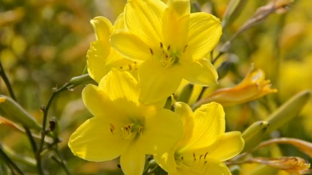 Bloem Schieten Zomer — Stockvideo