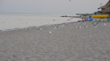 Martı. Yazın çekim..