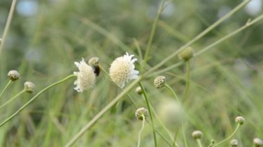 Çim. Doğanın çekim gücü.