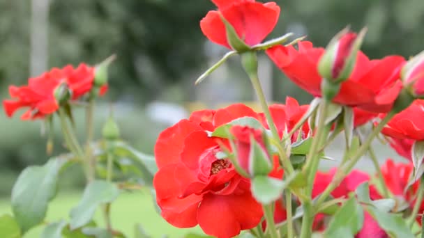 Rose Disparos Naturaleza — Vídeos de Stock