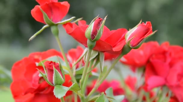 Rose Disparos Naturaleza — Vídeos de Stock