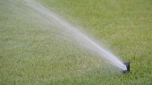 Water Geven Aan Gras Schieten Van Natuur — Stockvideo