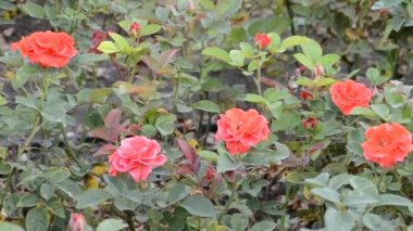 Çiçek. Doğanın çekim gücü.