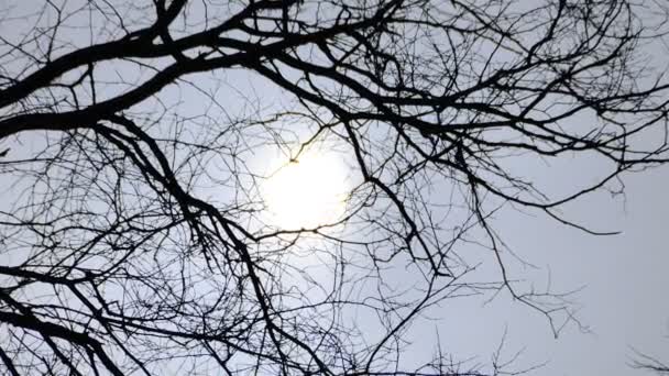 秋の太陽 自然の撮影 — ストック動画