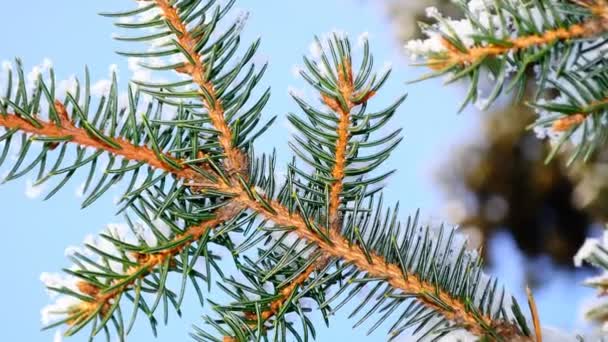 Des Sapins Tournage Nature — Video