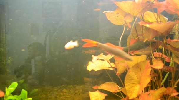 Рыбы Аквариумы Стрельба Аквариуме — стоковое видео