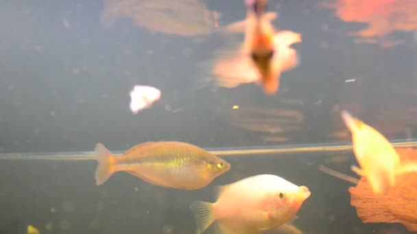 Wodne Ryby Strzelanie Akwarium — Wideo stockowe