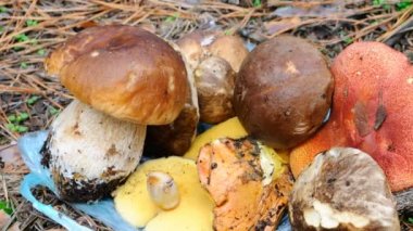 Mantarlar. Sonbaharda çekim..