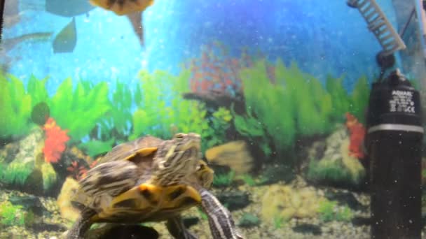 Sköldpaddas Liv — Stockvideo