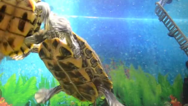 Vie Une Tortue — Video