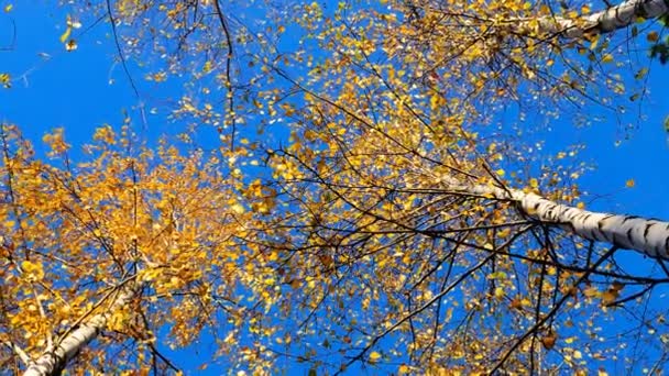 Feuilles Automne Soleil Bouleau — Video