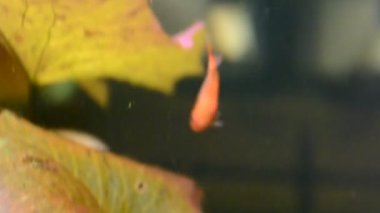 Akvaryum balıkları. Akvaryum çekimi..