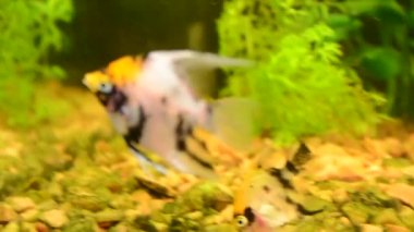 Akvaryum balıkları. Akvaryum çekimi..