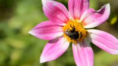 Arı ile çiçek. Doğanın çekim gücü.