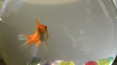 Japon balığı. Doğanın çekim gücü.