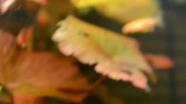 Akvaryum Balıkları Akvaryum Çekimi — Stok video