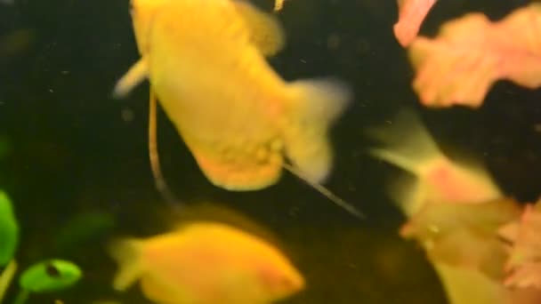 Peces Acuarianos Rodaje Del Acuario — Vídeo de stock