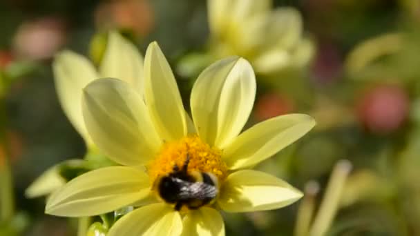 Bloem Met Bij Schieten Van Natuur — Stockvideo