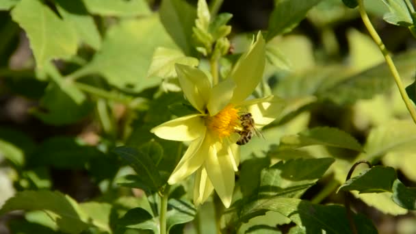 Fiore Con Ape Sparatoria Della Natura — Video Stock