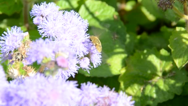 Blomma Med Fotografering Naturen — Stockvideo