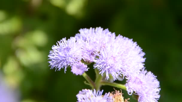 Kwiat Pszczołą Fotografowanie Natury — Wideo stockowe
